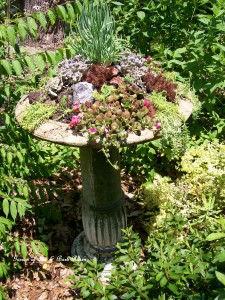 Succulent Birdbath https://lolajack.jp.net/upcyclerecycle-project-creating-a-succulent-garden-birdbath/