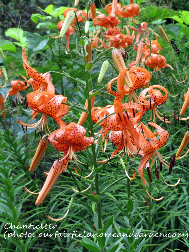 https://lolajack.jp.net/inspiring-gardens/chanticleer/