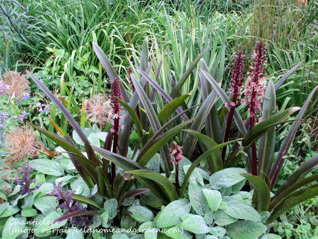 https://lolajack.jp.net/inspiring-gardens/chanticleer/