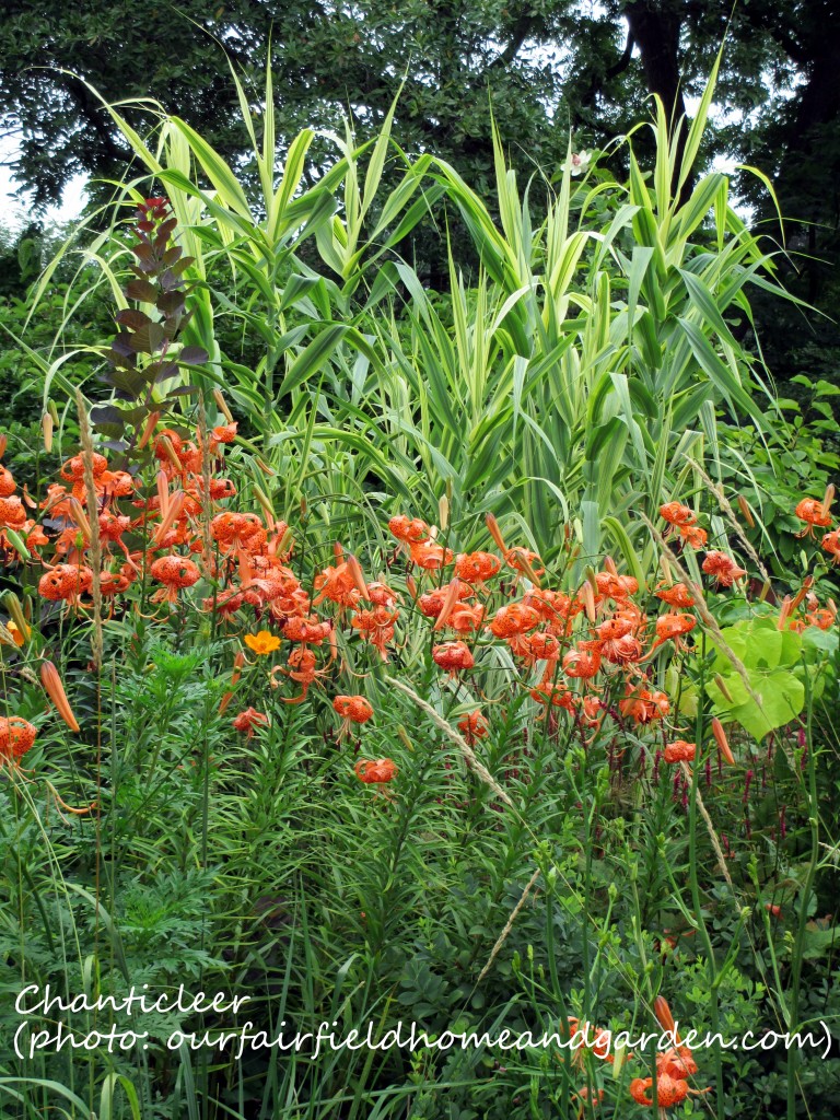 https://lolajack.jp.net/inspiring-gardens/chanticleer/