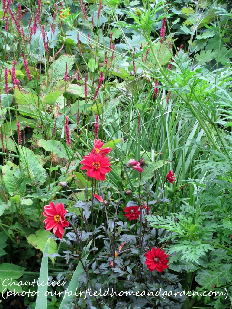 https://lolajack.jp.net/inspiring-gardens/chanticleer/
