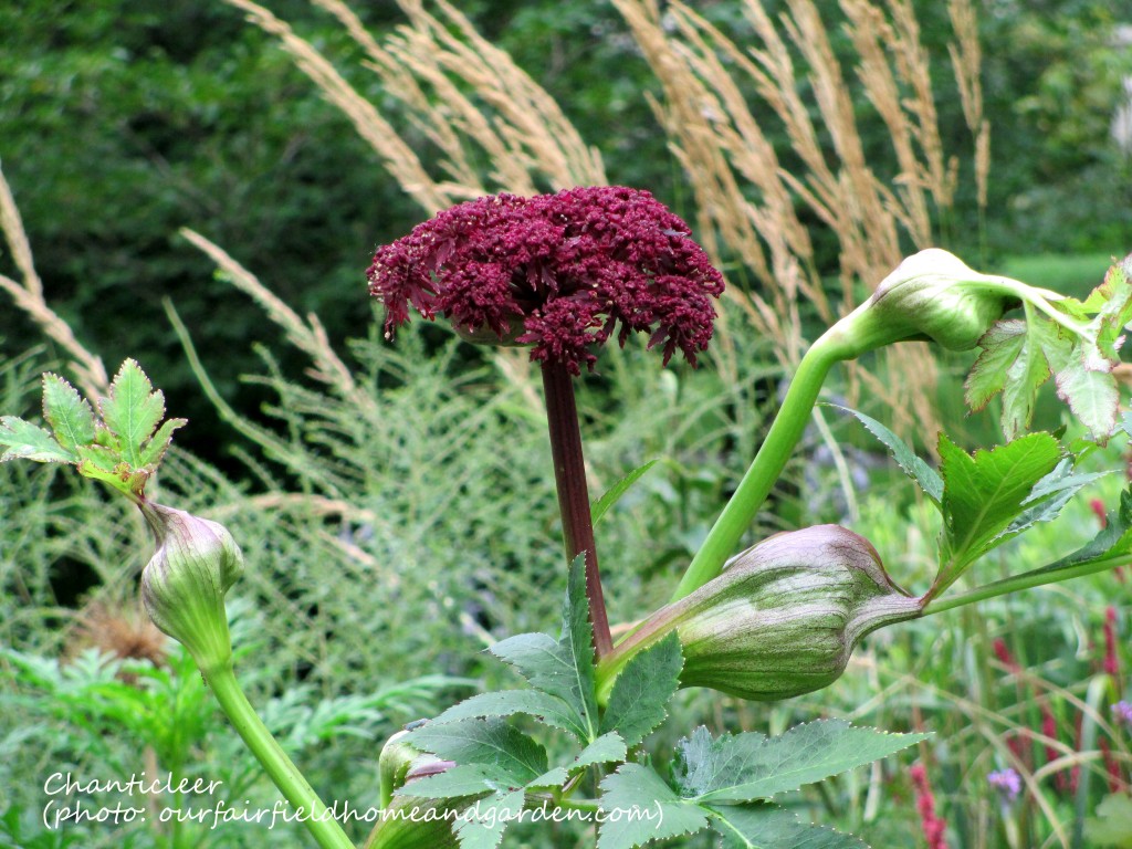 https://lolajack.jp.net/inspiring-gardens/chanticleer/