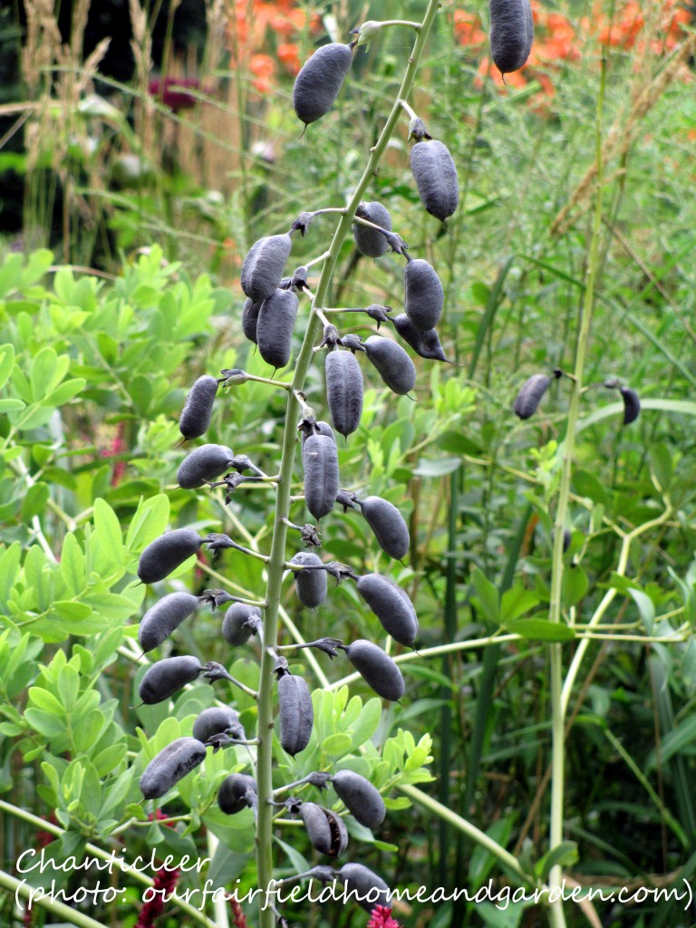 https://lolajack.jp.net/inspiring-gardens/chanticleer/