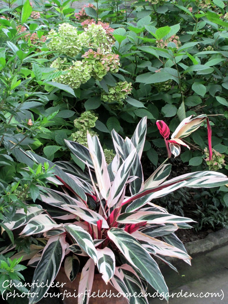 https://lolajack.jp.net/inspiring-gardens/chanticleer/