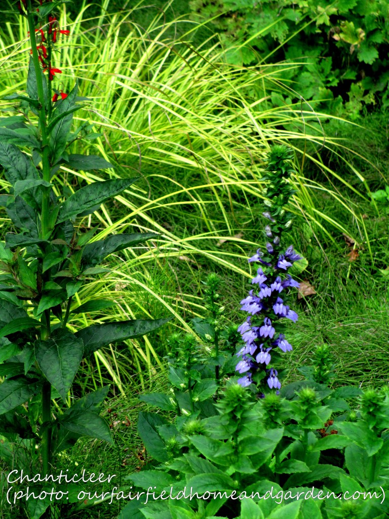 https://lolajack.jp.net/inspiring-gardens/chanticleer/