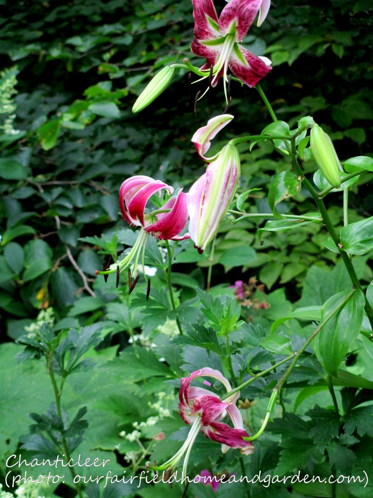 https://lolajack.jp.net/inspiring-gardens/chanticleer/