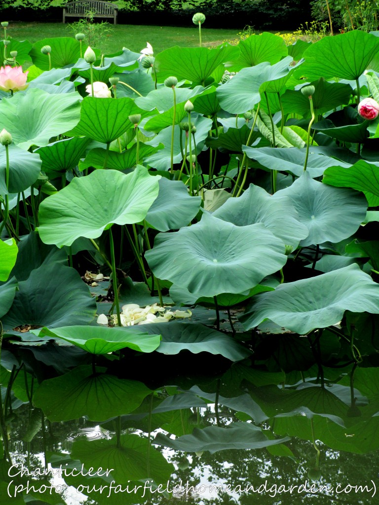 https://lolajack.jp.net/inspiring-gardens/chanticleer/