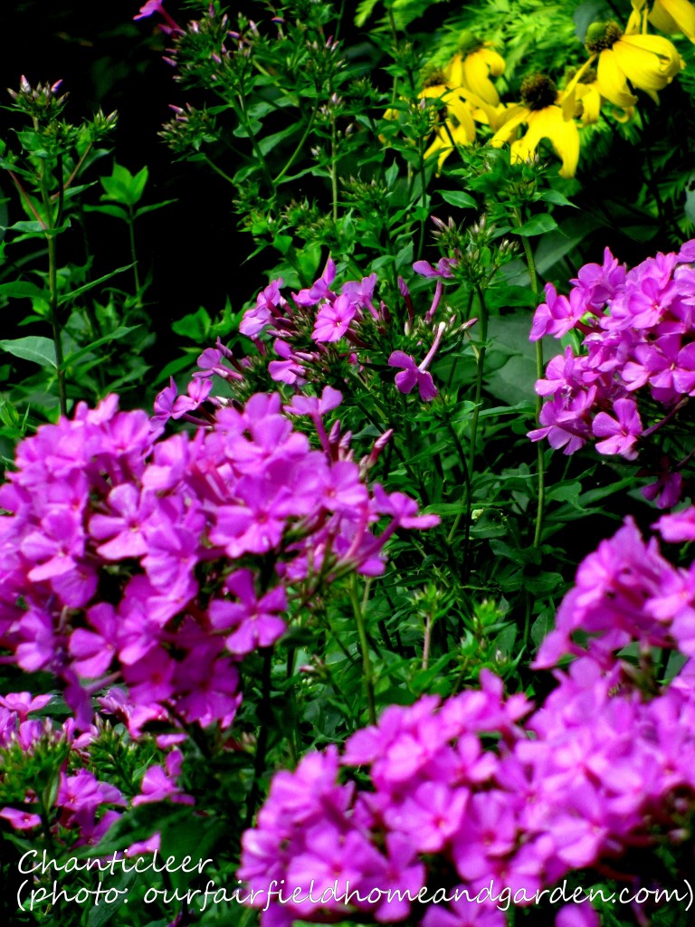 https://lolajack.jp.net/inspiring-gardens/chanticleer/