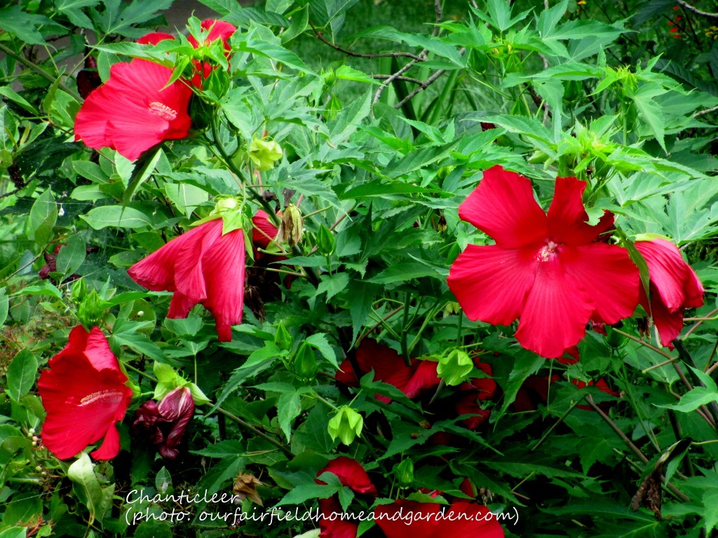 https://lolajack.jp.net/inspiring-gardens/chanticleer/