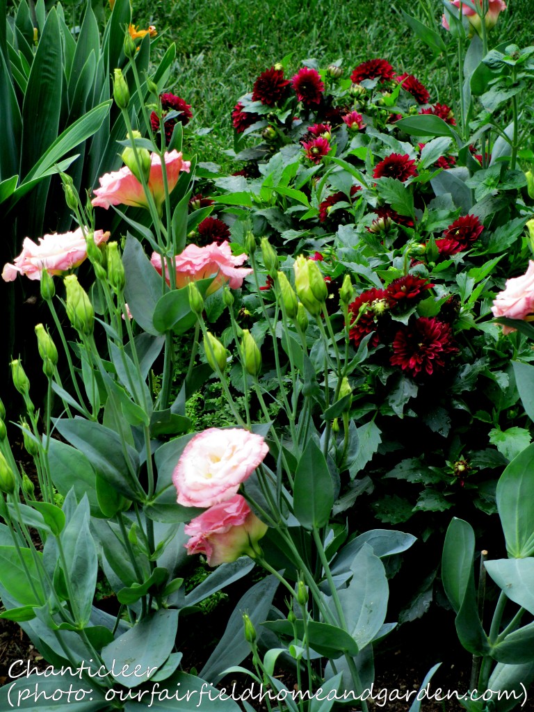 https://lolajack.jp.net/inspiring-gardens/chanticleer/