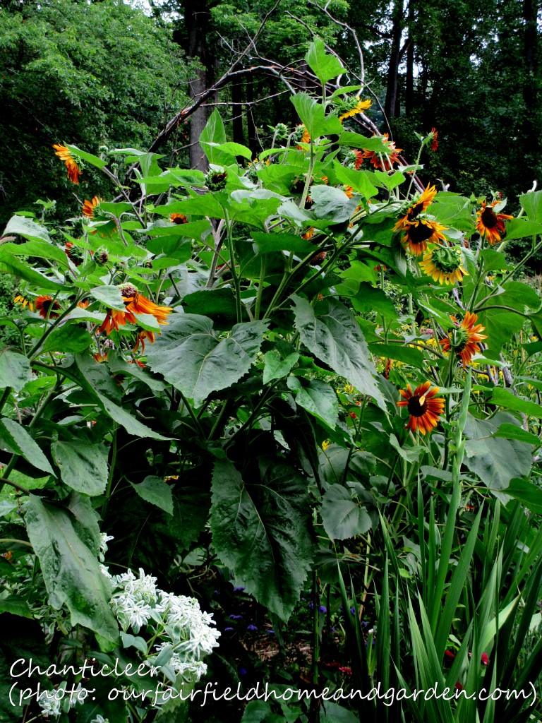 https://lolajack.jp.net/inspiring-gardens/chanticleer/