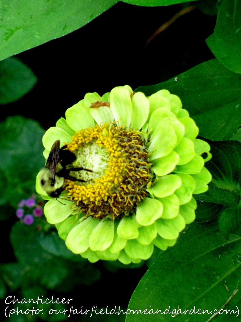 https://lolajack.jp.net/inspiring-gardens/chanticleer/