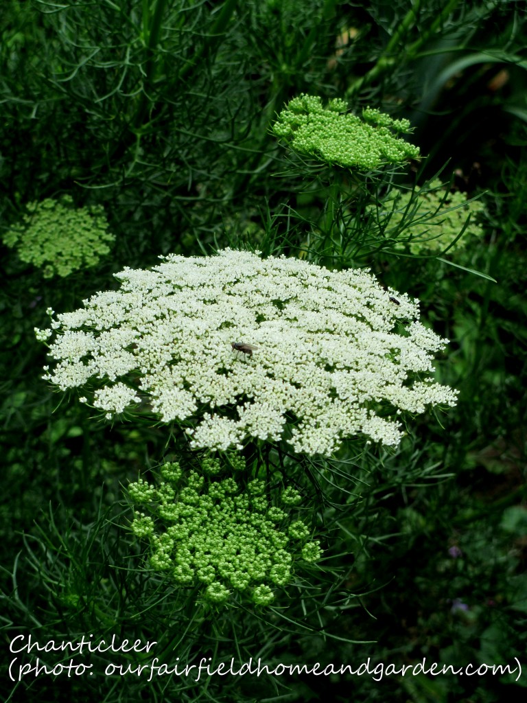 https://lolajack.jp.net/inspiring-gardens/chanticleer/