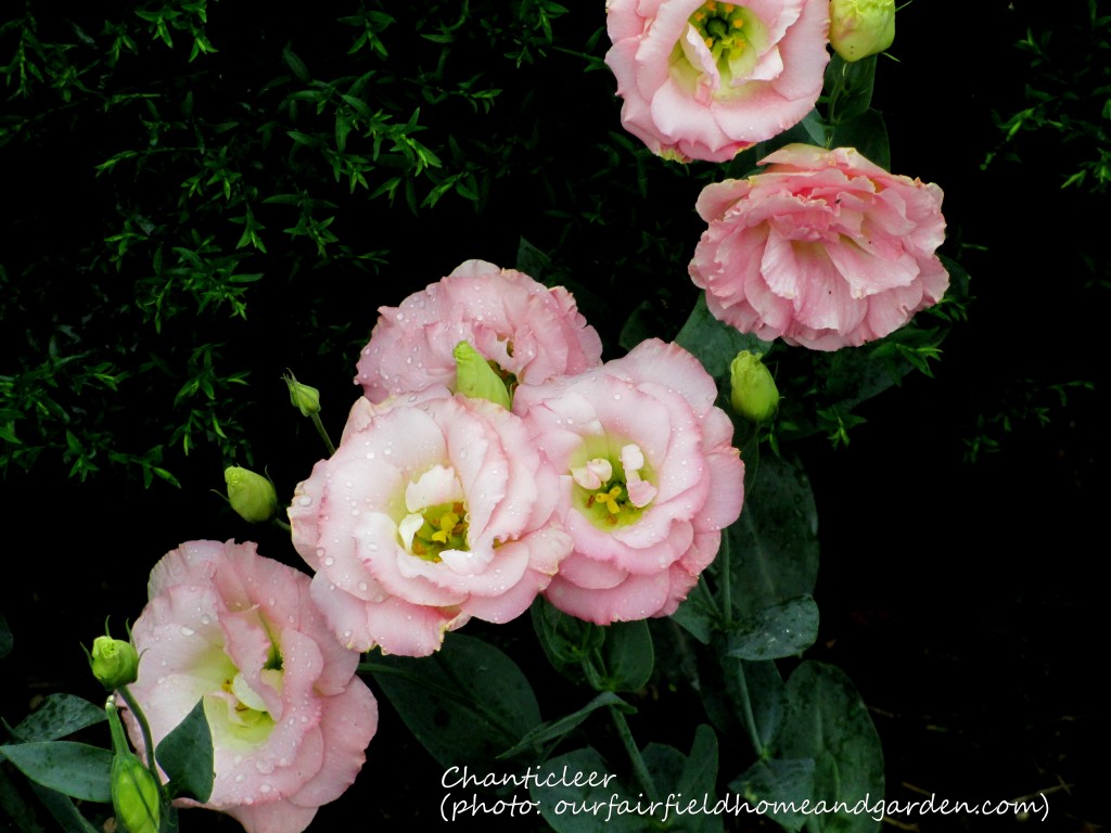 https://lolajack.jp.net/inspiring-gardens/chanticleer/