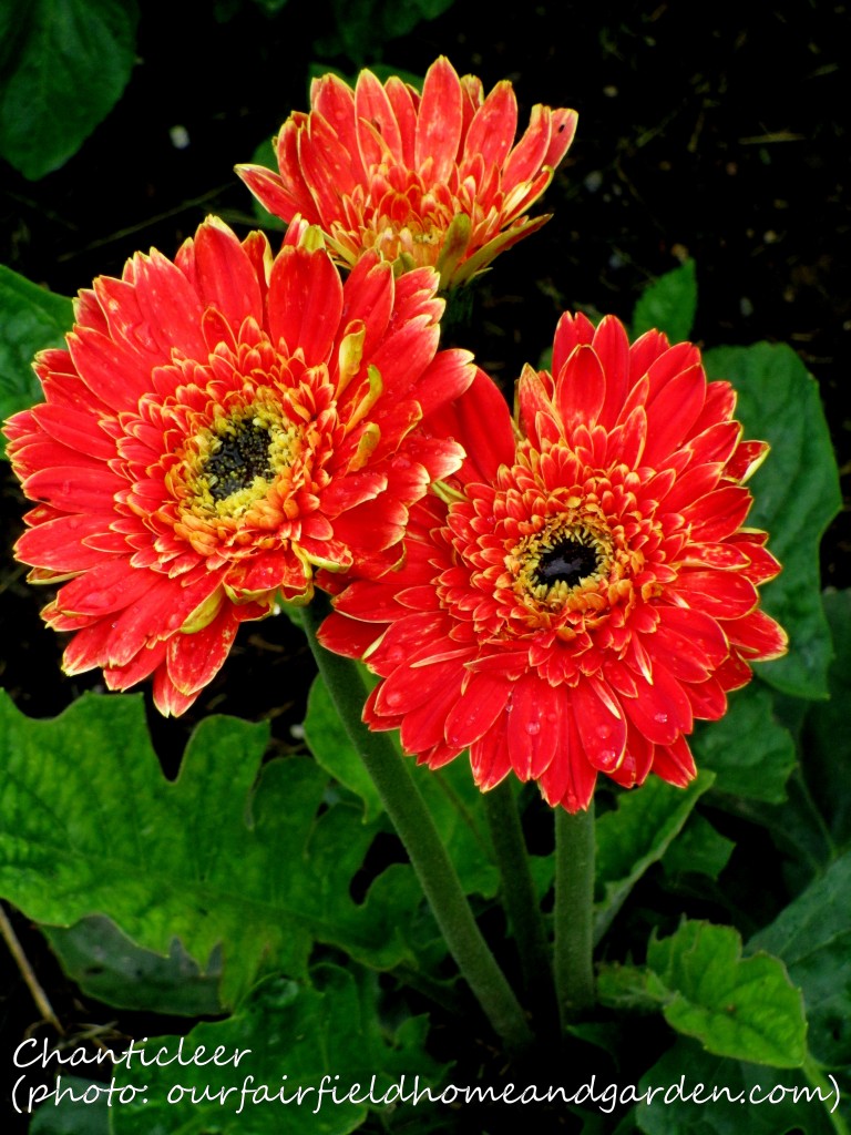 https://lolajack.jp.net/inspiring-gardens/chanticleer/