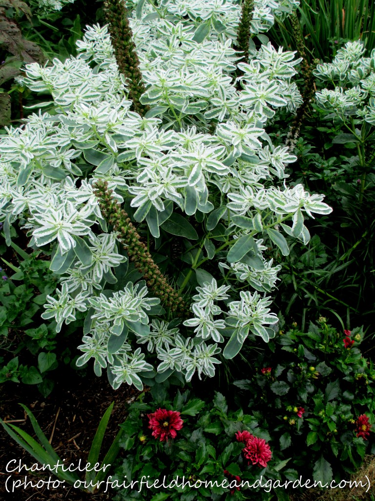 https://lolajack.jp.net/inspiring-gardens/chanticleer/