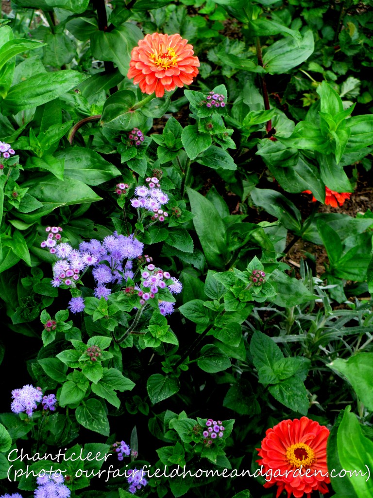 https://lolajack.jp.net/inspiring-gardens/chanticleer/