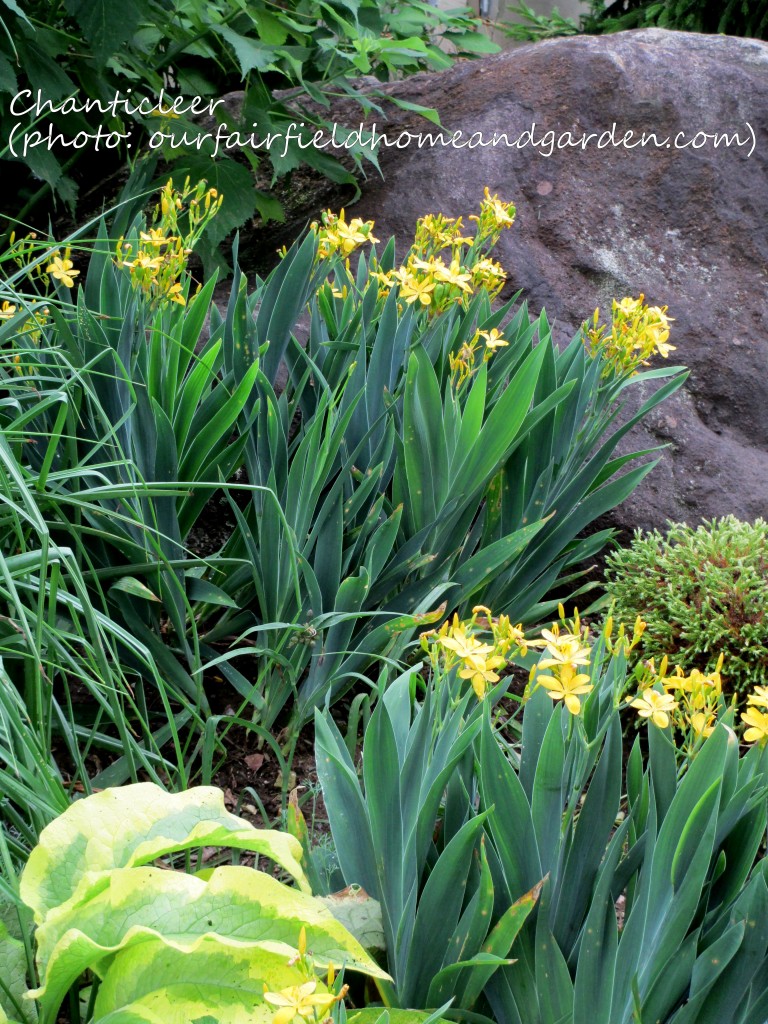 https://lolajack.jp.net/inspiring-gardens/chanticleer/