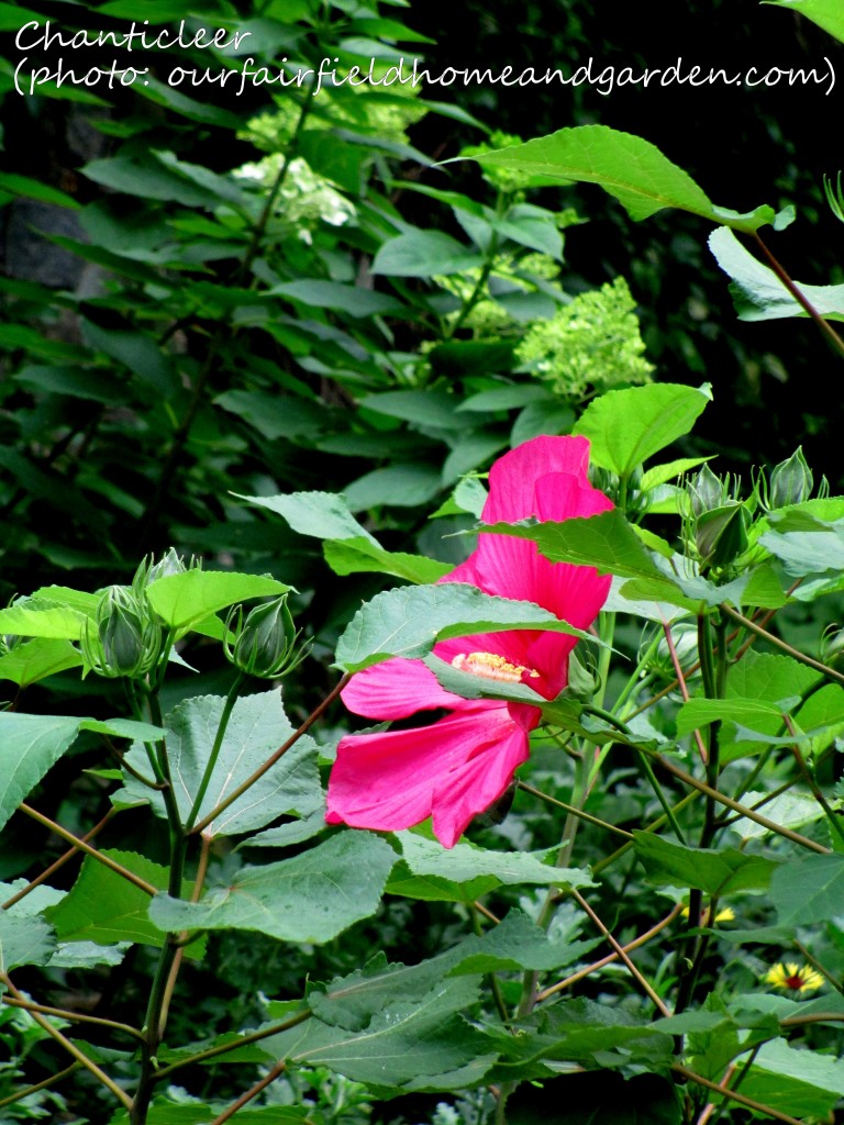 https://lolajack.jp.net/inspiring-gardens/chanticleer/