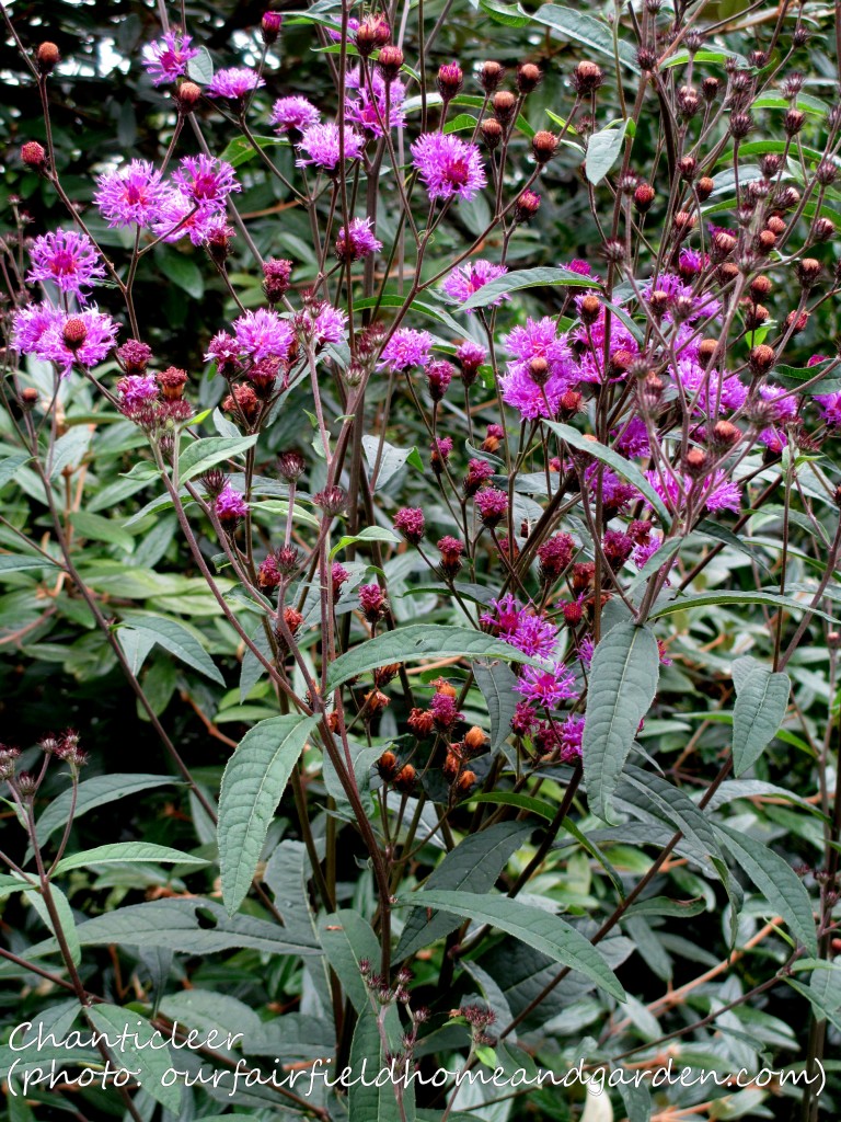 https://lolajack.jp.net/inspiring-gardens/chanticleer/