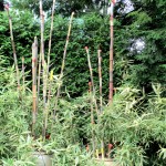 Chanticleer https://lolajack.jp.net/field-trip-the-unusual-and-romantic-gardens-of-chanticleer/