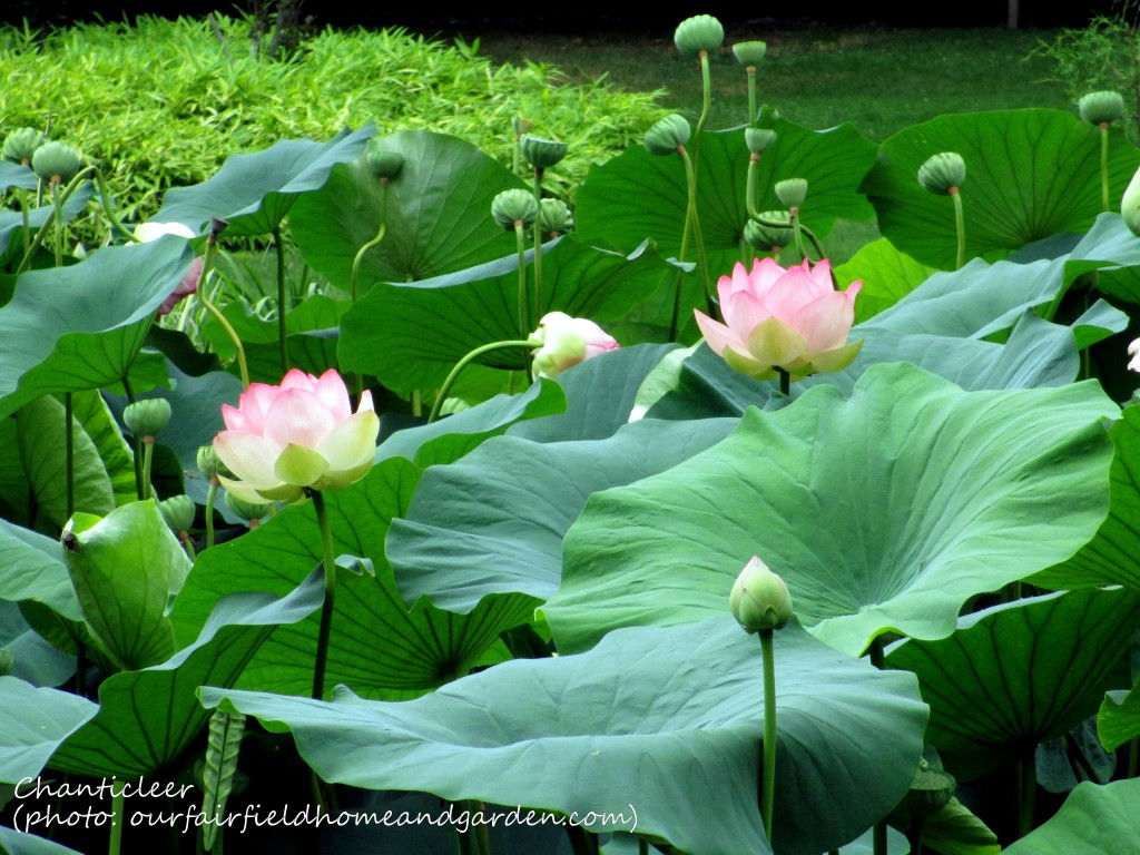 Chanticleer https://lolajack.jp.net/field-trip-the-unusual-and-romantic-gardens-of-chanticleer/