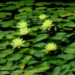 Chanticleer https://lolajack.jp.net/field-trip-the-unusual-and-romantic-gardens-of-chanticleer/