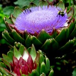 bees on artichokes https://lolajack.jp.net/field-trip-the-unusual-and-romantic-gardens-of-chanticleer/