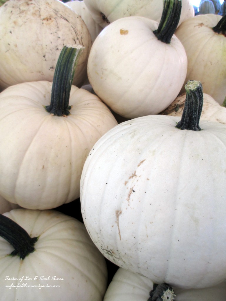 White Pumpkins https://lolajack.jp.net/field-trip-gourds-galore-and-norman-the-pot-bellied-pig-at-marinis-market/