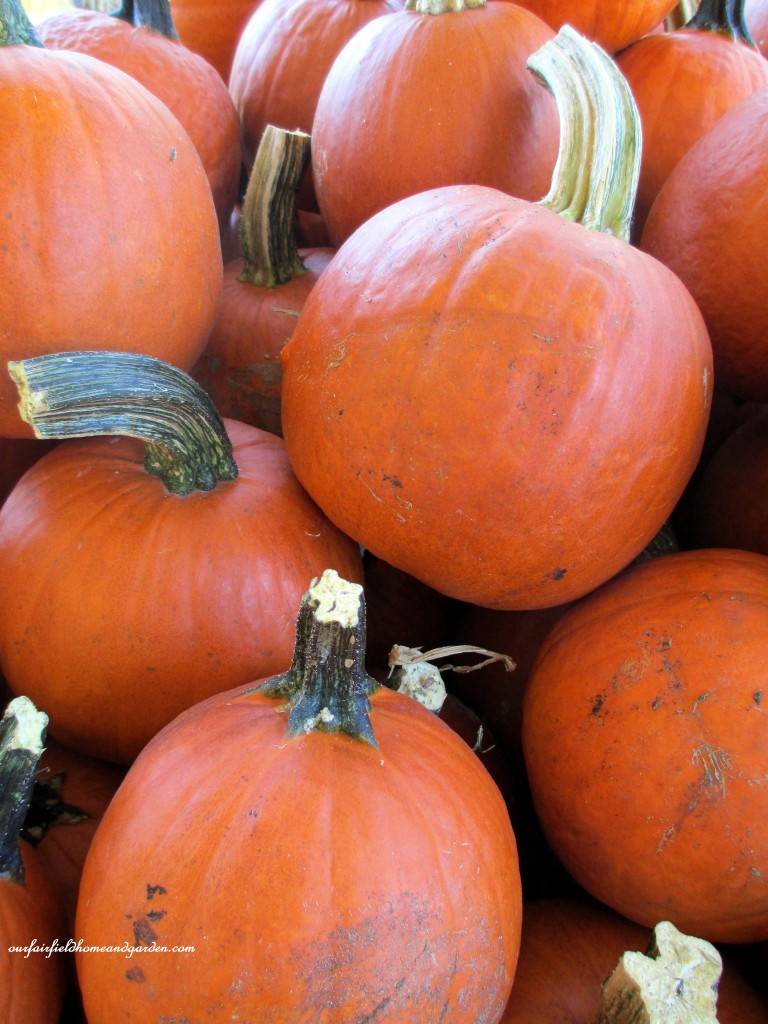 Pumpkins https://lolajack.jp.net/field-trip-gourds-galore-and-norman-the-pot-bellied-pig-at-marinis-market/