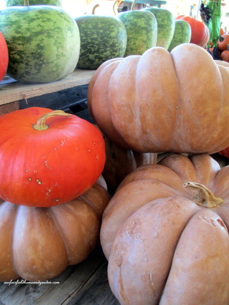 Fall Pumpkins https://lolajack.jp.net/field-trip-gourds-galore-and-norman-the-pot-bellied-pig-at-marinis-market/