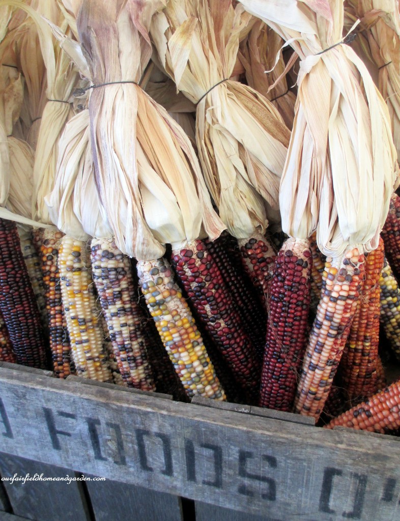 Indian Corn https://lolajack.jp.net/field-trip-gourds-galore-and-norman-the-pot-bellied-pig-at-marinis-market/
