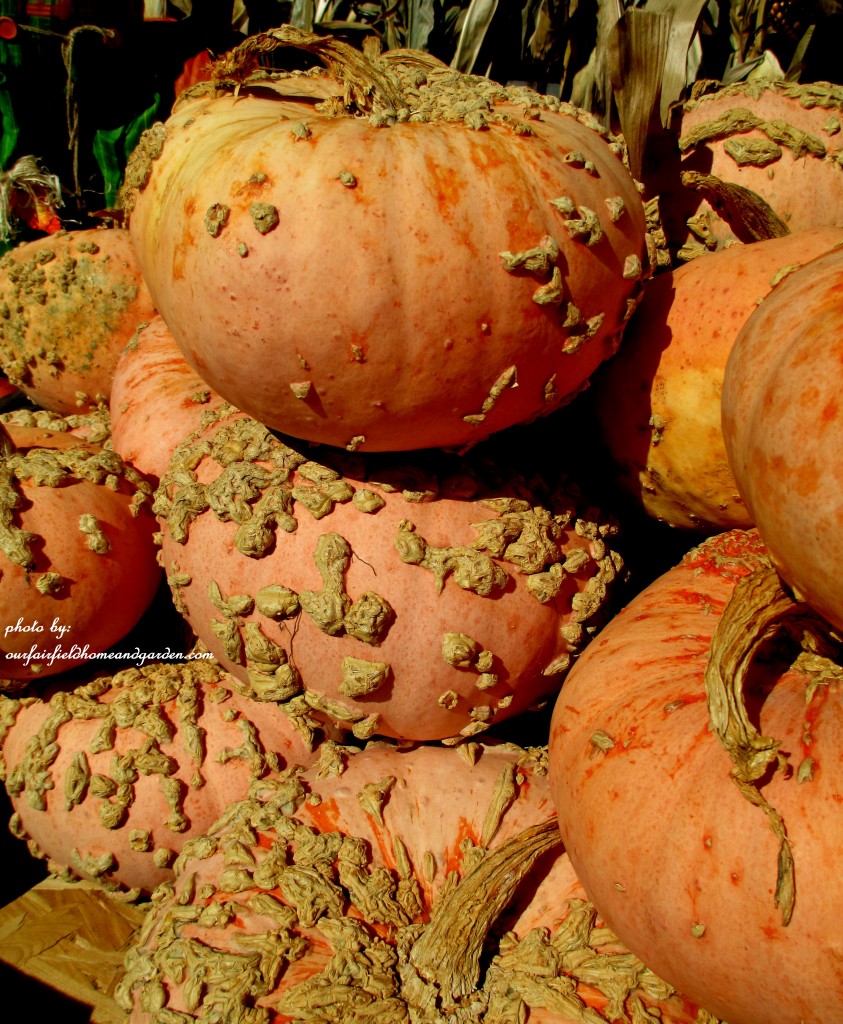Peanut Pumpkins https://lolajack.jp.net/field-trip-gourds-galore-and-norman-the-pot-bellied-pig-at-marinis-market/