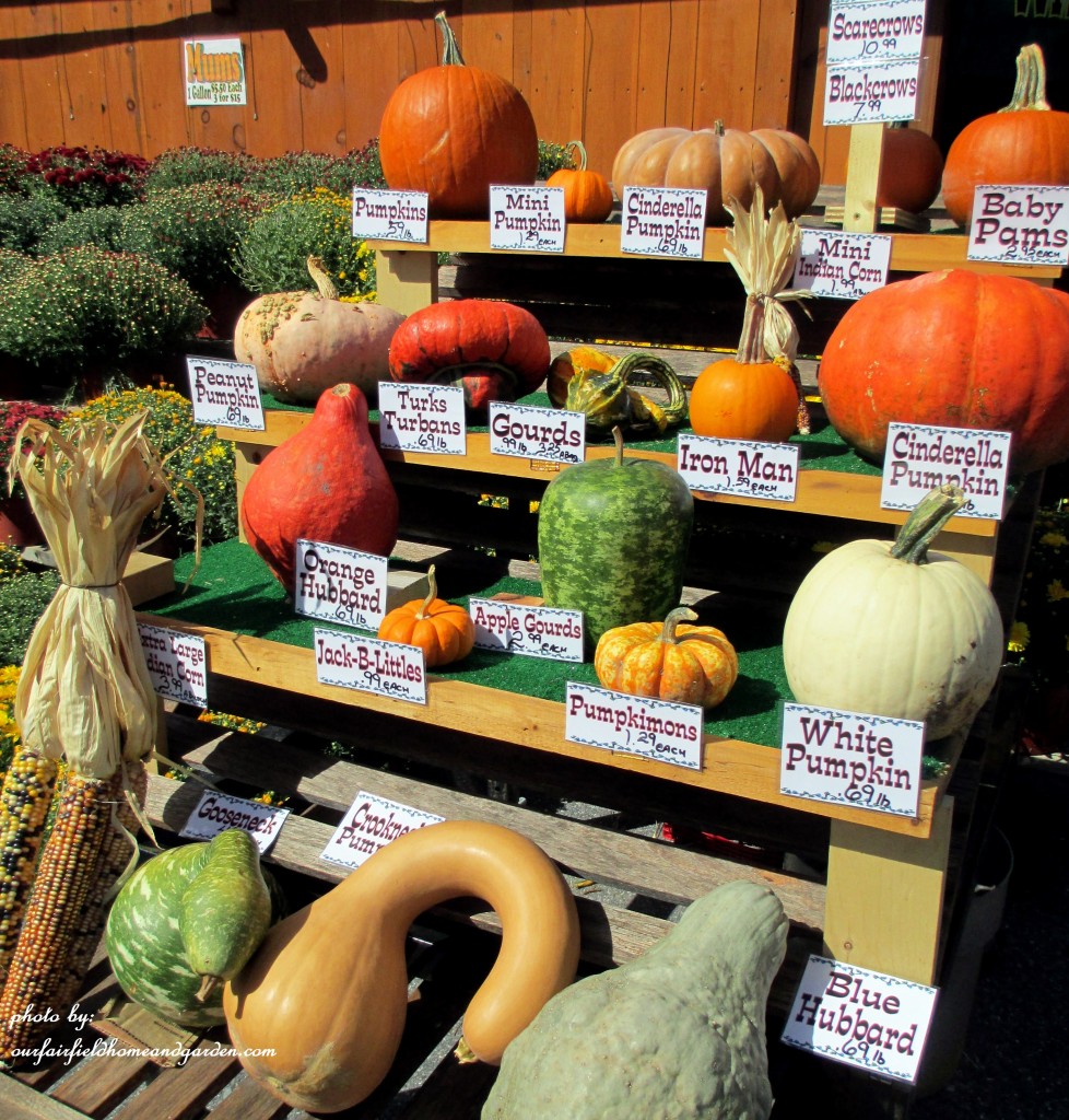 Gourd Identification https://lolajack.jp.net/field-trip-gourds-galore-and-norman-the-pot-bellied-pig-at-marinis-market/
