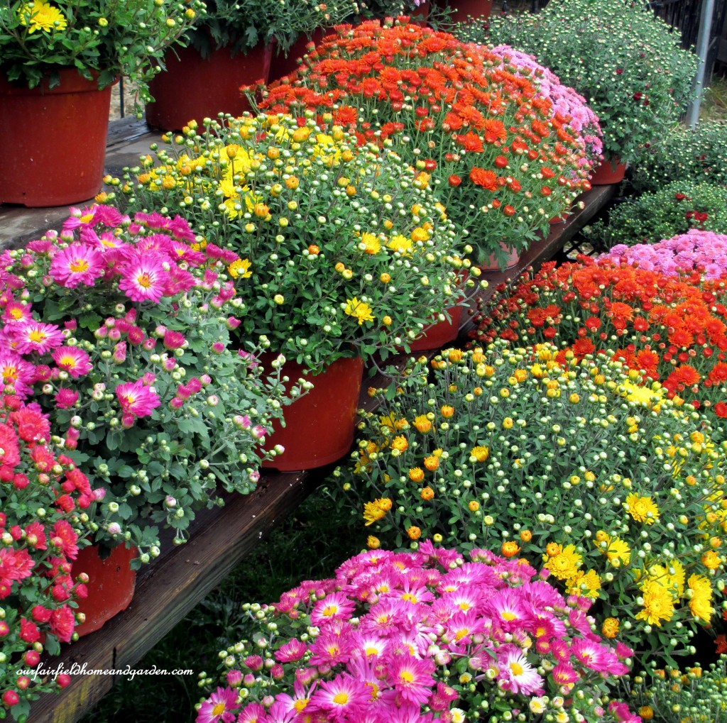 Mums https://lolajack.jp.net/field-trip-gourds-galore-and-norman-the-pot-bellied-pig-at-marinis-market/