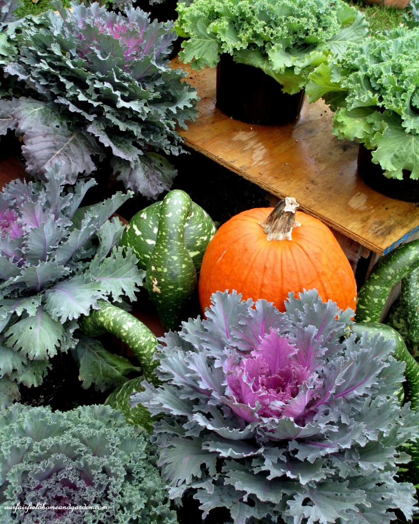Kale https://lolajack.jp.net/field-trip-gourds-galore-and-norman-the-pot-bellied-pig-at-marinis-market/