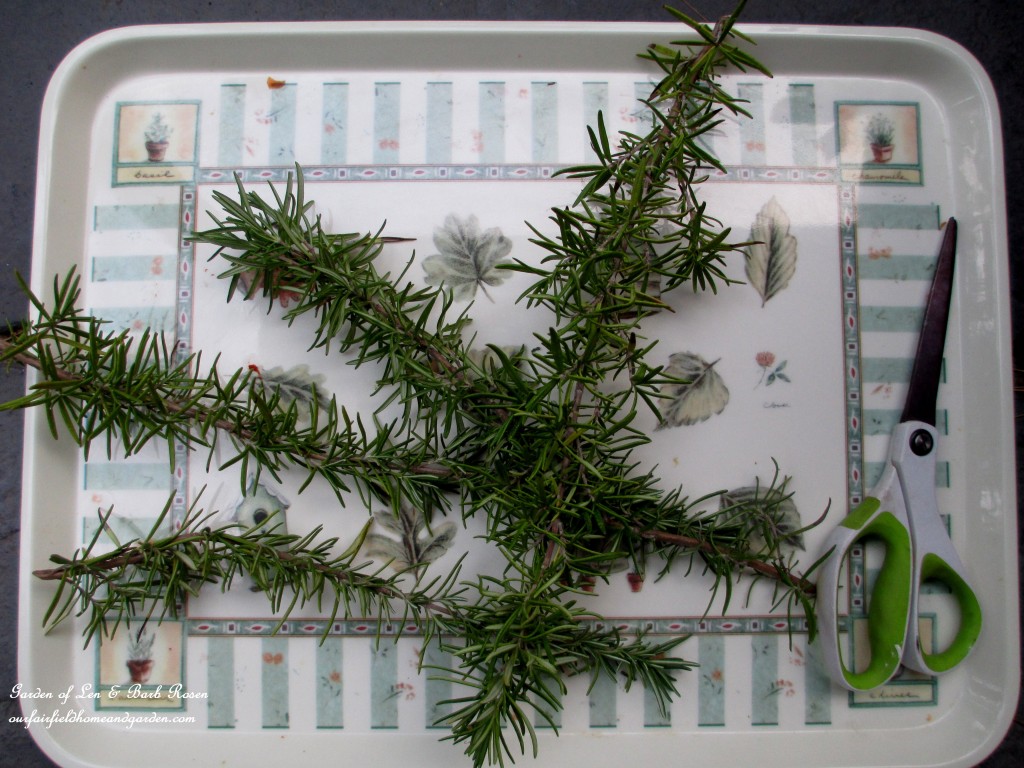 Make a Rosemary Wreath https://lolajack.jp.net/diy-project-make-a-fresh-rosemary-wreath/