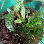 Terrarium DIY https://lolajack.jp.net/diy-project-design-a-rustic-cottage-getaway-in-a-terrarium/