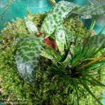 Terrarium DIY https://lolajack.jp.net/diy-project-design-a-rustic-cottage-getaway-in-a-terrarium/