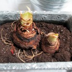 forcing bulbs https://lolajack.jp.net/diy-project-save-money-by-creating-your-own-fancy-potted-paperwhites-amaryllis-bulb-gardens-as-holiday-gifts-or-decorations/