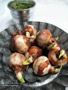 forcing bulbs https://lolajack.jp.net/diy-project-save-money-by-creating-your-own-fancy-potted-paperwhites-amaryllis-bulb-gardens-as-holiday-gifts-or-decorations/