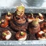 forcing bulbs https://lolajack.jp.net/diy-project-save-money-by-creating-your-own-fancy-potted-paperwhites-amaryllis-bulb-gardens-as-holiday-gifts-or-decorations/
