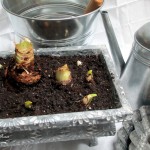 forcing bulbs https://lolajack.jp.net/diy-project-save-money-by-creating-your-own-fancy-potted-paperwhites-amaryllis-bulb-gardens-as-holiday-gifts-or-decorations/