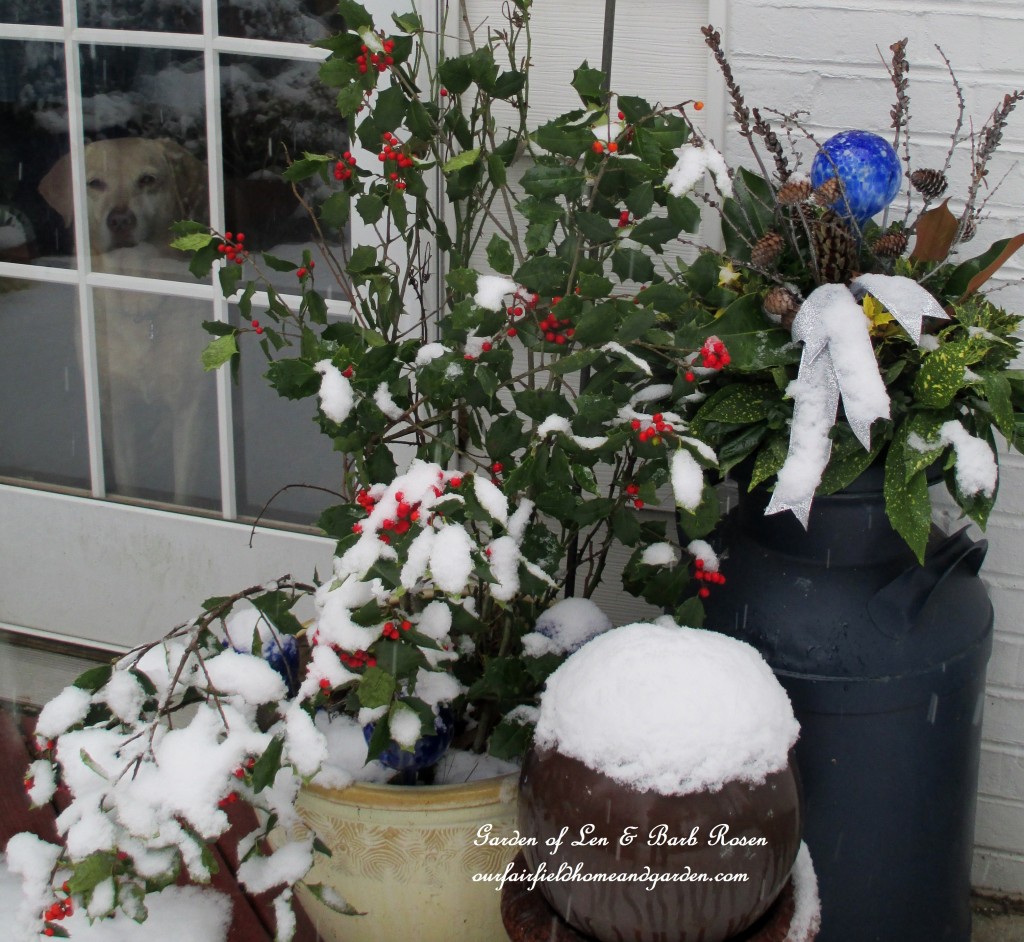 Chelsea Sue watching the snow fall https://lolajack.jp.net/winter-wonderland-it-finally-snowed/