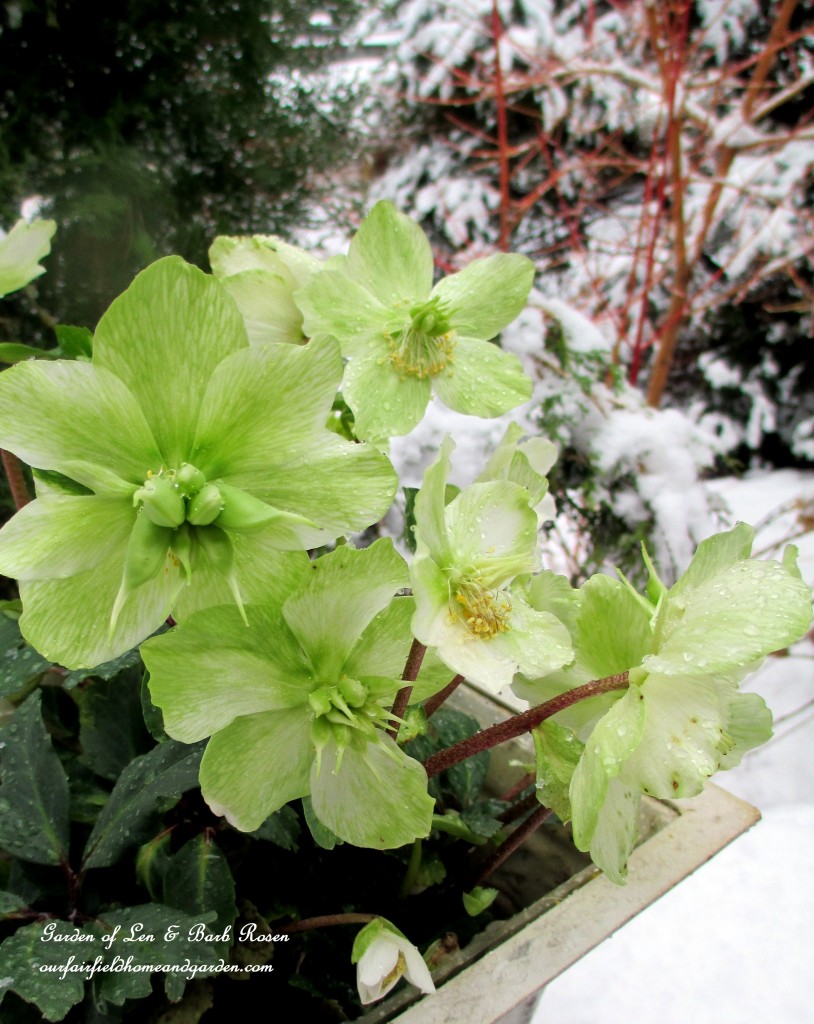 Hellebores https://lolajack.jp.net/winter-wonderland-it-finally-snowed/