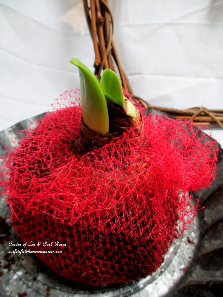 amaryllis bulbs set in potting soil wrapped in netting https://lolajack.jp.net/diy-amaryllis-heart-wreath/