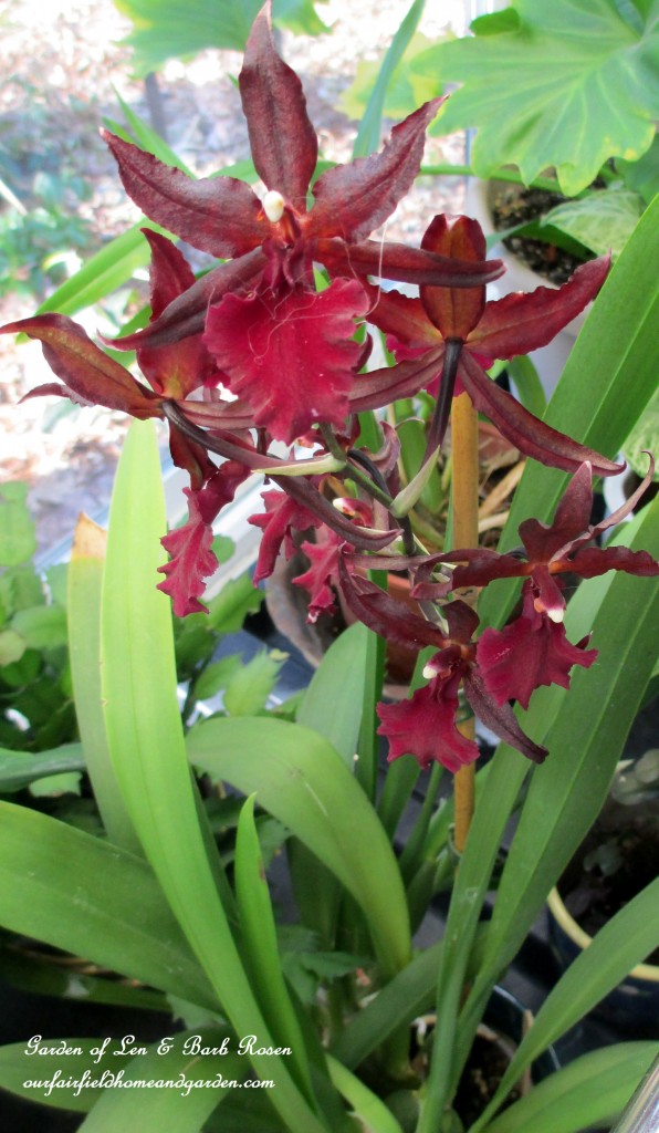 orchids bloom year-round https://lolajack.jp.net/my-winter-sanctuary-scenes-from-a-garden-room/