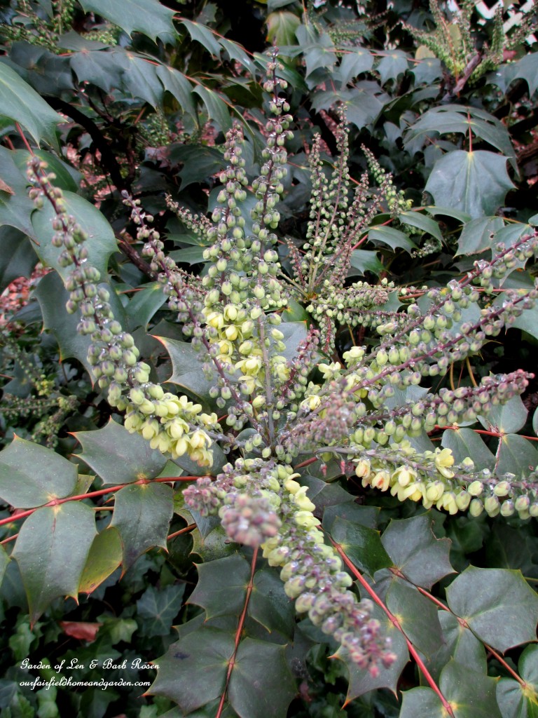 Mahonia Japonica just starting to bloom in mid-January https://lolajack.jp.net/heart-home-valentines-day-is-coming/