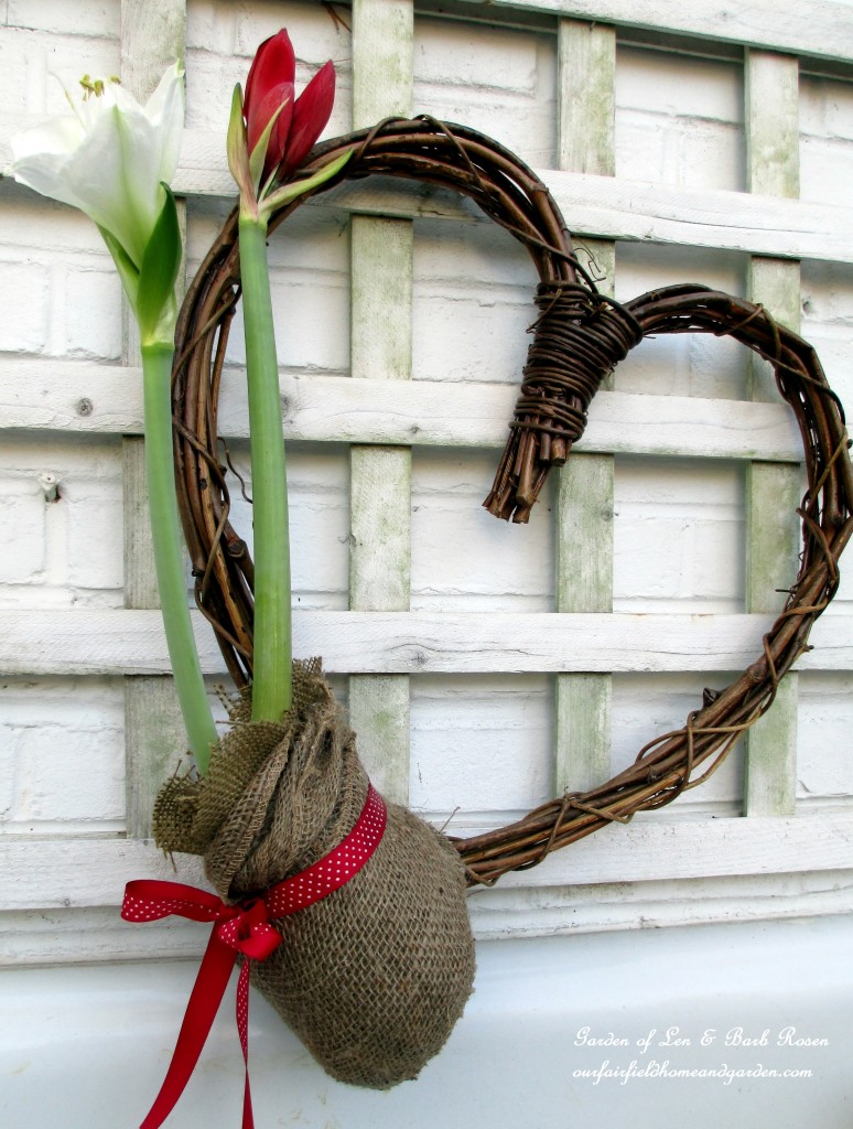Amaryllis Heart https://lolajack.jp.net/be-my-valentine-valentine-decor/