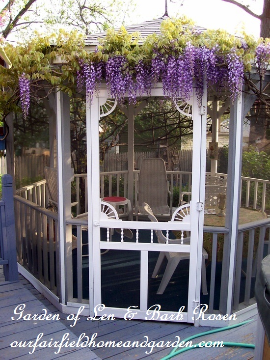 Wisteria on the gazebo in spring https://lolajack.jp.net/a-trip-down-memory-lane-my-former-garden/